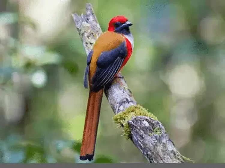 kasumba-kalimantan-5504653