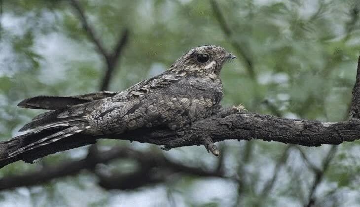 kebiasaan-burung-cabak-1668022