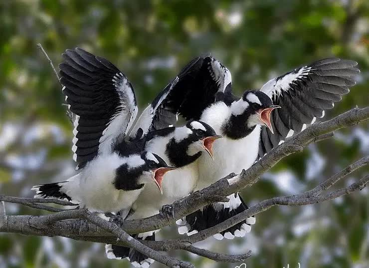 kebiasaan-hidup-branjangan-lumpur-australia-6815302