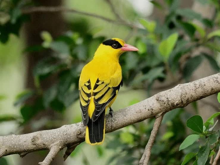 kebiasaan-hidup-burung-kepudang-kuduk-hitam-1568615