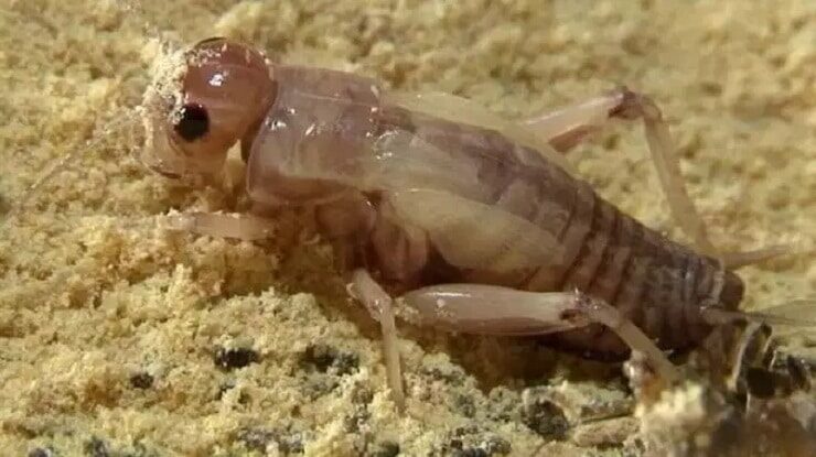 kelebiha-jangkrik-putih-untuk-burung-kicauan-1555847