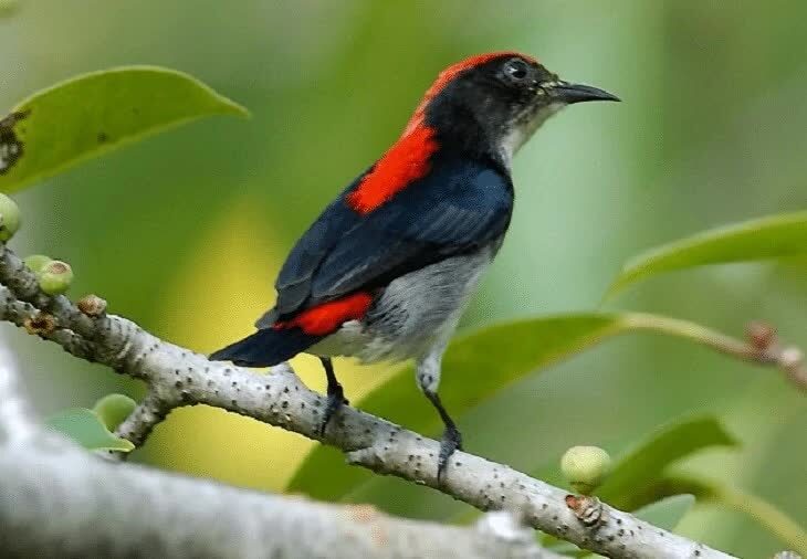 kelebihan-burung-kamade-9434354