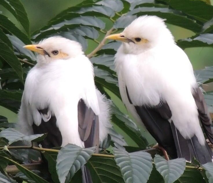 kendala-ternak-jalak-putih-dan-penanganan-yang-tepat-5272265