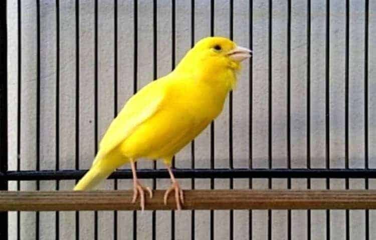 ketahui-cara-mengatasi-penyakit-kenari-mata-bengkak-yang-tepat-4325277