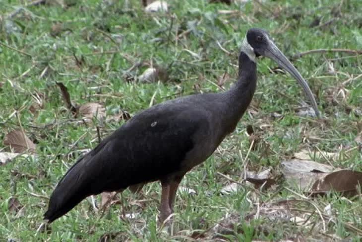 keunikan-burung-ibis-karau-yang-sudah-mulai-langka-5408176