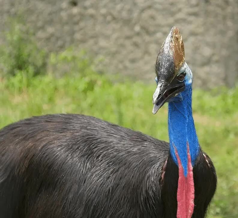 keunikan-burung-kasuari-2851996