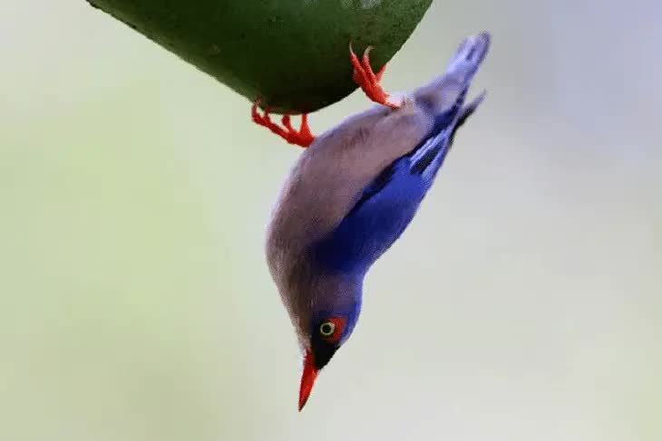 keunikan-burung-rambatan-7973821