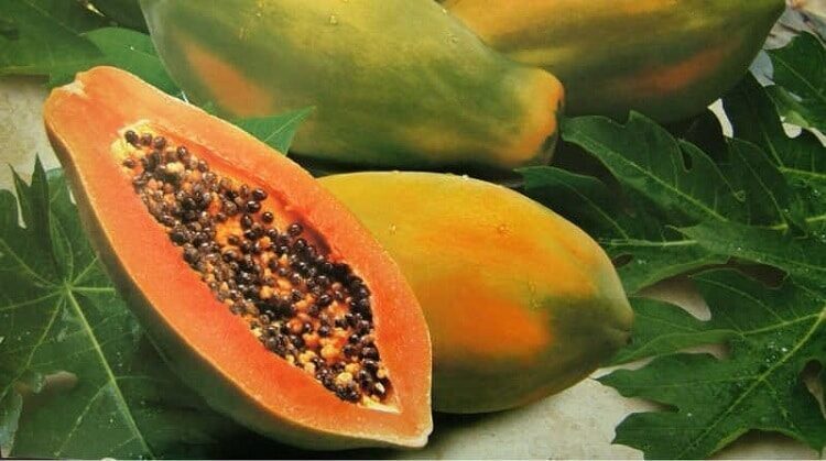 kombinasi-pakan-burung-cucak-ijo-terbaik-4965061