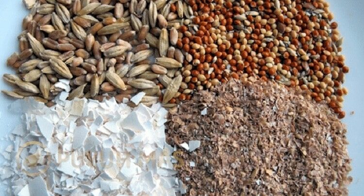 kombinasi-pakan-burung-puyuh-ternak-7435079