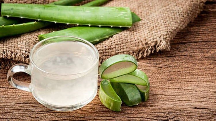 lidah-buaya-untuk-mengatasi-botak-pada-lovebird-8944165