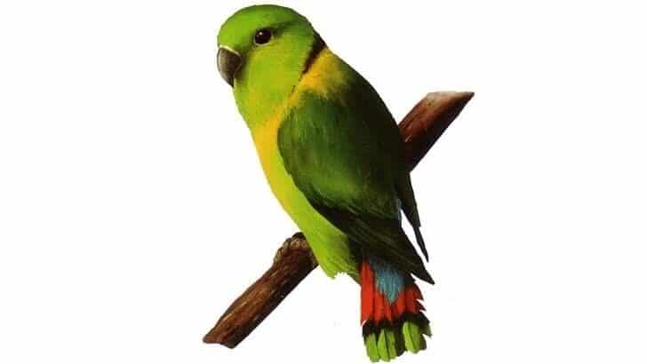 lovebird-kerah-hitam-5916981