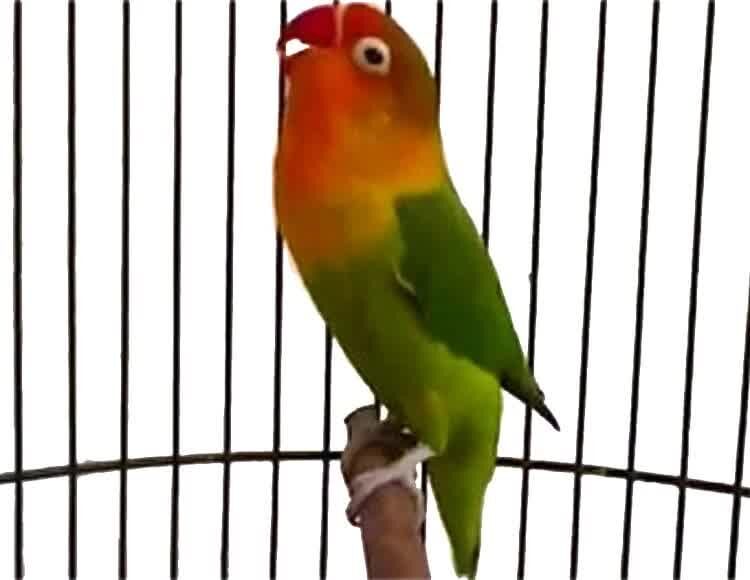 lovebird-ngekek-sambil-mengepakkan-sayap-1990265