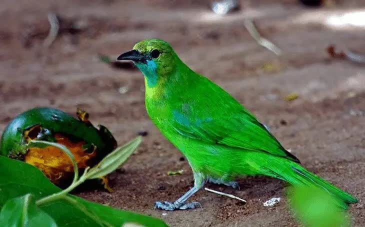 makanan-burung-cucak-rante-9708945