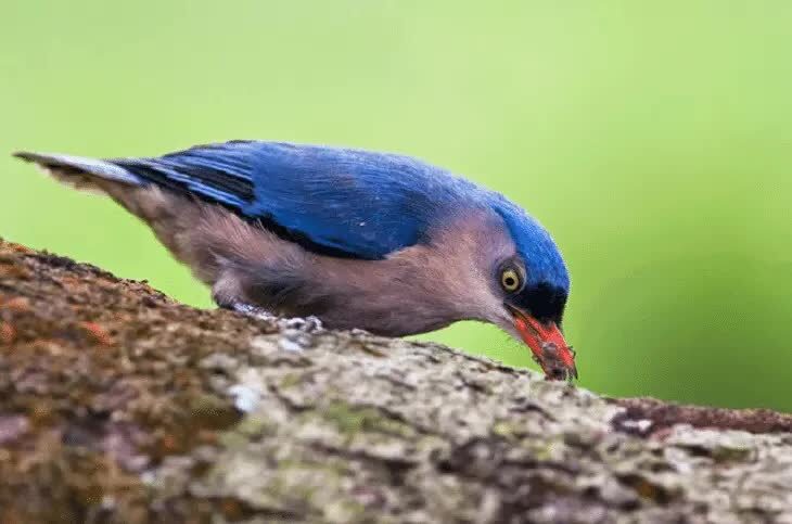 makanan-burung-rambatan-4984914