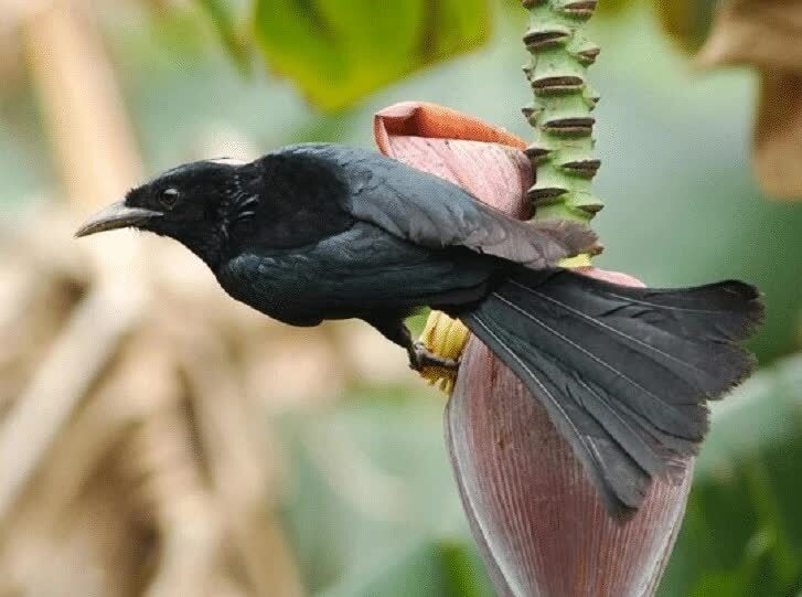 makanan-burung-srigunting-6525310