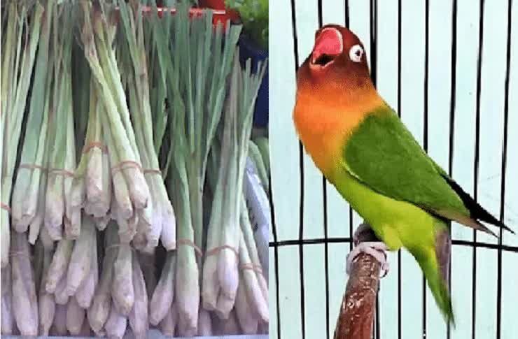 manfaat-daun-sereh-untuk-burung-lovebird-5953890