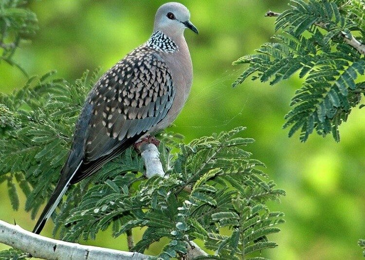 manfaat-kunyit-untuk-burung-perkutut-terbukti-menyehatkan-2508398