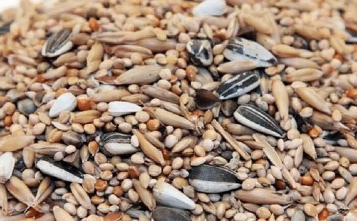 manfaat-pakan-perkutut-untuk-lovebird-3968165