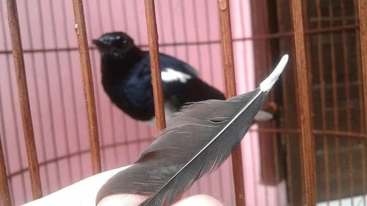 manfaat-terapi-mandi-untuk-burung-kacer-4803900