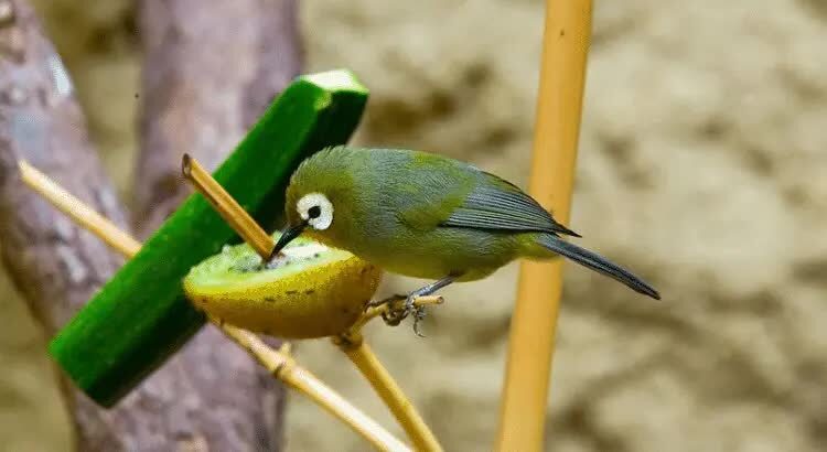 melatih-mental-burung-pleci-5470987