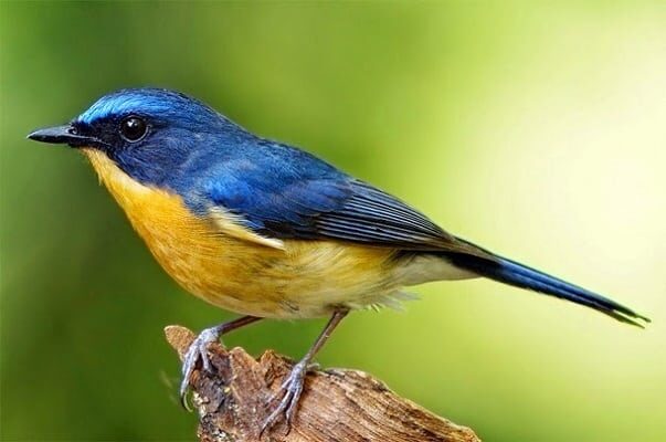 memahami-perbedaan-burung-sulingan-gunung-dan-sulingan-bakau-9415421