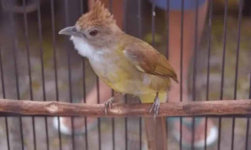 memandikan-burung-malam-hari-3445168