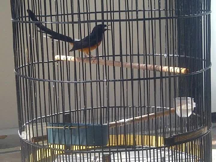 memilih-sangkar-untuk-murai-batu-6215340