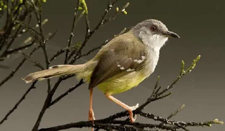 mengatasi-ciblek-mencabuti-bulu-ekor-5297867