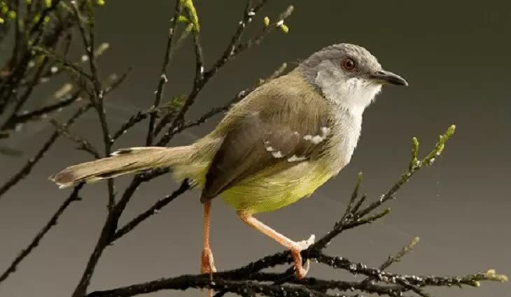 mengatasi-ciblek-mencabuti-bulu-ekor-9139096