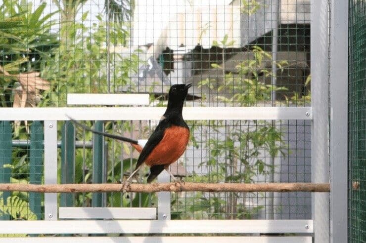 mengatasi-murai-batu-mencabuti-bulunya-sendiri-7631448