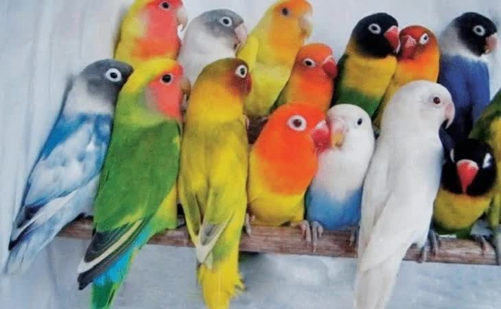 mengenal-berbagai-macam-jenis-lovebird-dan-gambarnya-2340439