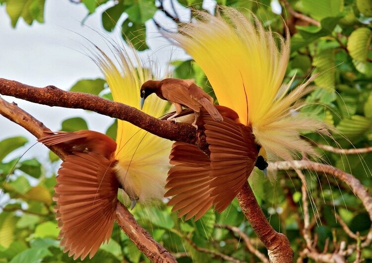 mengenal-burung-cendrawasih-kuning-kecil-yang-kini-terancam-punah-3095841