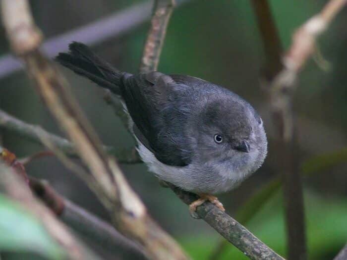 mengenal-burung-cerecet-jawa-habitat-ciri-dan-perilakunya-8662952