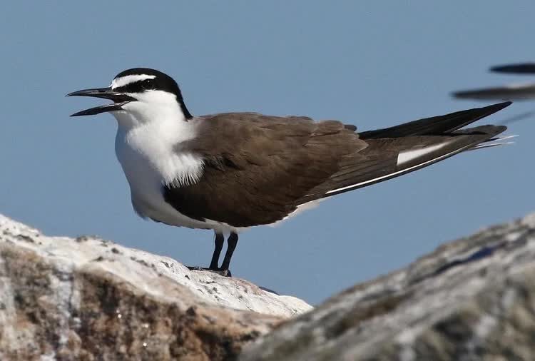 mengenal-burung-dara-laut-batu-dan-kebiasaan-hidupnya-2878785