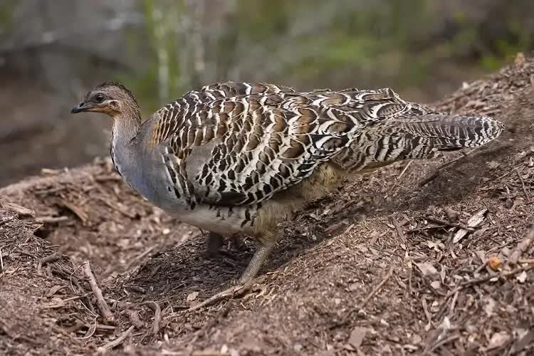 mengenal-burung-malleefowl-punya-sarang-terbesar-di-dunia-3947476