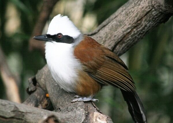 mengenal-burung-poksay-jambul-putih-dan-cara-perawatannya-2840109