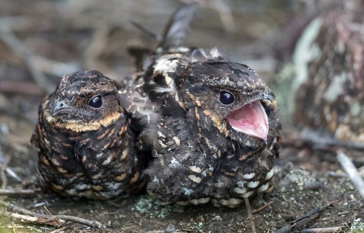 mengenal-burung-taktarau-iblis-dipercaya-sebagai-jelmaan-misterius-6369001