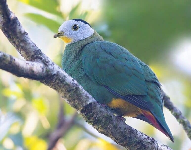 mengenal-burung-walik-kembang-dan-daerah-persebarannya-6721048