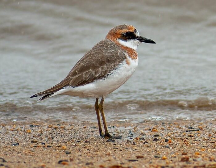 mengenal-ciri-khas-burung-cerek-pasir-besar-dan-habitatnya-9492977