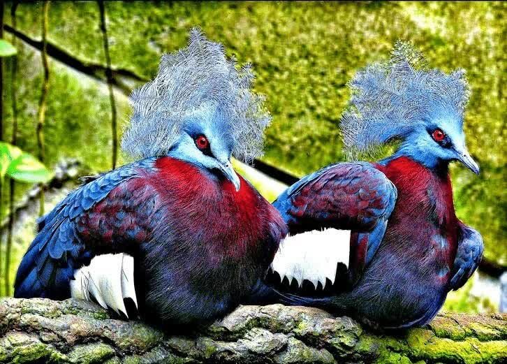 mengenal-habitat-dan-ciri-ciri-burung-dara-mahkota-9628991