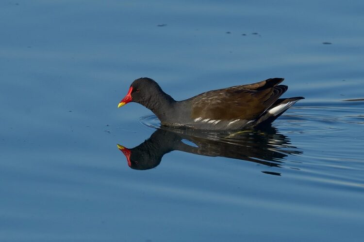mengenal-karakteristik-burung-mandar-batu-gallinula-chloropus-3943053