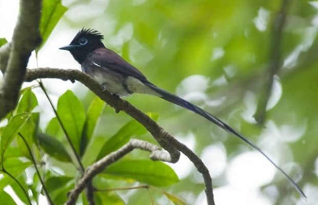 mengenal-karakteristik-dan-keunikan-burung-seriwang-7576460