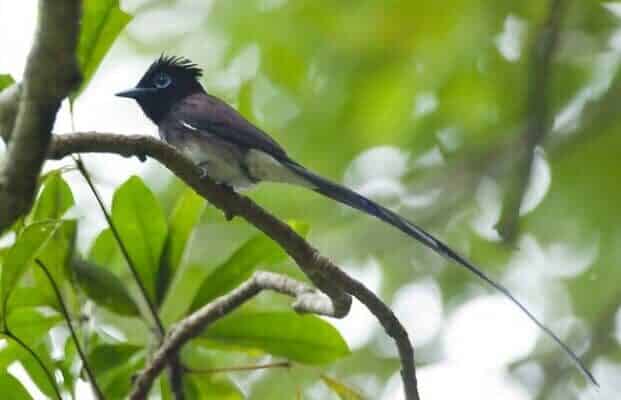 mengenal-karakteristik-dan-keunikan-burung-seriwang-8412736