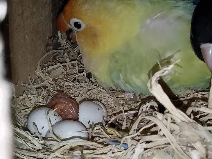 mengetahi-ciri-ciri-lovebird-menetas-di-dalam-glodok-1209190