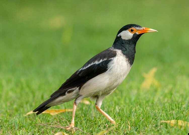 mengetahui-berbagai-manfaat-memelihara-burung-jalak-suren-6938879