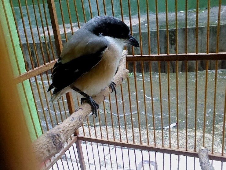 mengetahui-cara-mengatasi-burung-cendet-macet-mabung-9021827