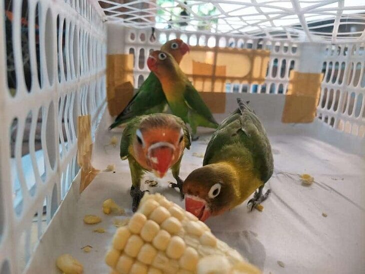 mengetahui-efek-samping-jagung-untuk-lovebird-saat-dilombakan-4952887