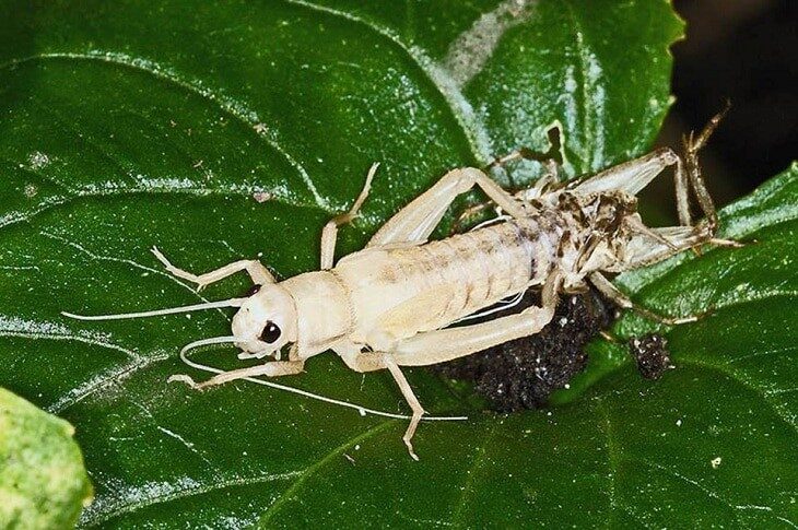 mengetahui-kelebihan-jangkrik-putih-untuk-burung-kicauan-di-lapangan-1543132