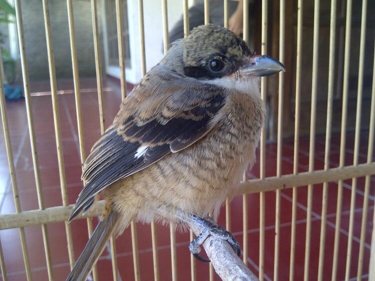 mengetahui-penyebab-dan-cara-mengatasi-cendet-sering-mbalon-3300840