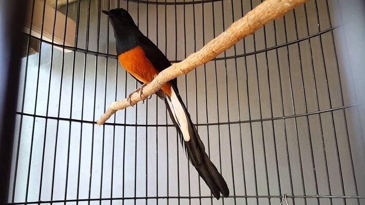 mengetahui-pola-ekor-murai-batu-bahorok-ukuran-dan-bentuknya-1146086